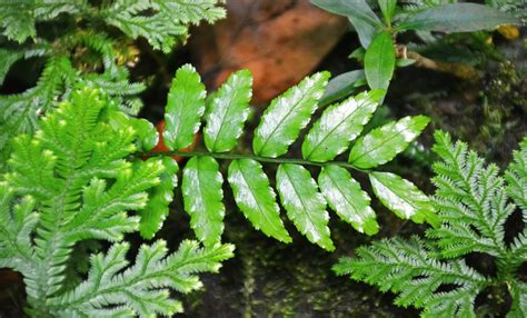 Do Plants No Longer Need Sunlight? Scientist Grow Food Using Artificial ...