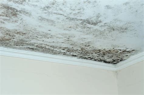 Mould in Ceiling? Here’s What It Means and How to Remove It