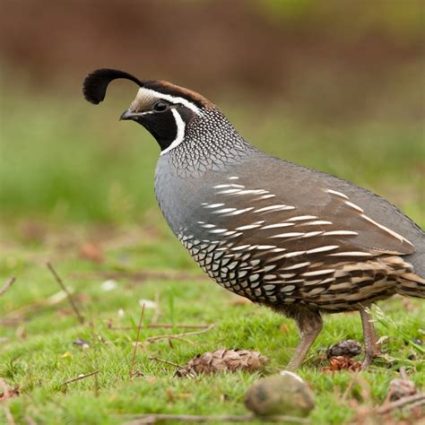 Images Of Quail Birds Quail | Characteristics, Diet, Size, & Facts
