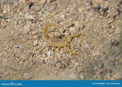The Yellow Scorpion on Sand in Mountains Stock Photo - Image of aggressive, arachnid: 273038808