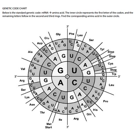 Genetic Code Chart 的图像结果