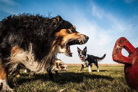 Pet owners capture their dogs in perspective - Daily Record
