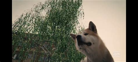 电影：忠犬八公 - 堆糖，美图壁纸兴趣社区