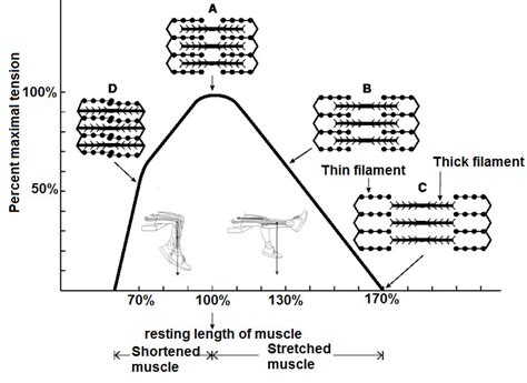 Image result for Tension Force Muscle Graph