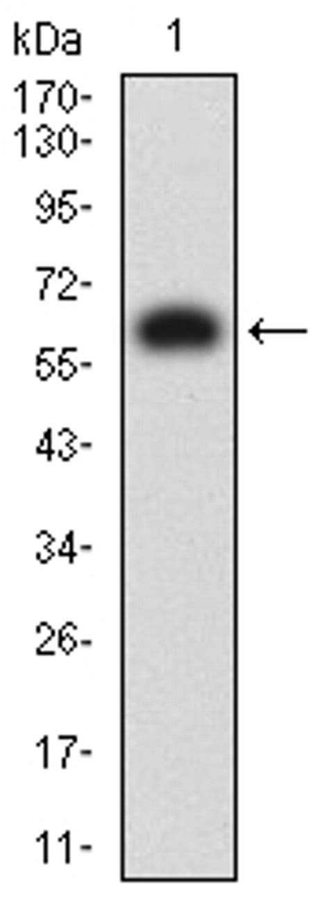 KIR3DL1 Antibody (MA5-31787)