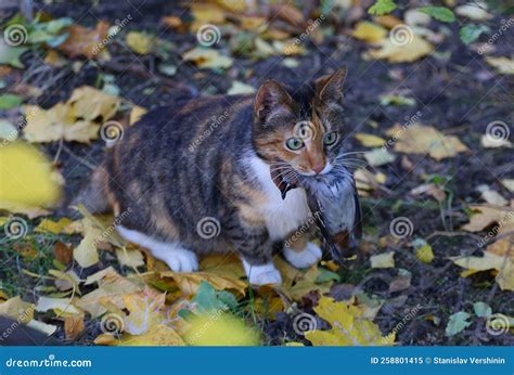 Multicolored Cat Holds a Trapped Bird in Its Mouth Stock Image - Image ...