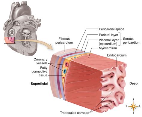 Layers Of Pericardium