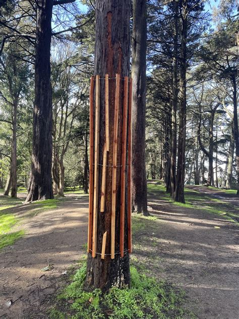 Image result for Tree Armor