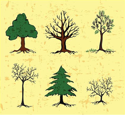 Image result for Maple Tree Sapling Drawing