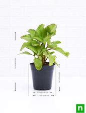 Buy Bryophyllum, Panfuti - Plant online from Nurserylive at lowest price.