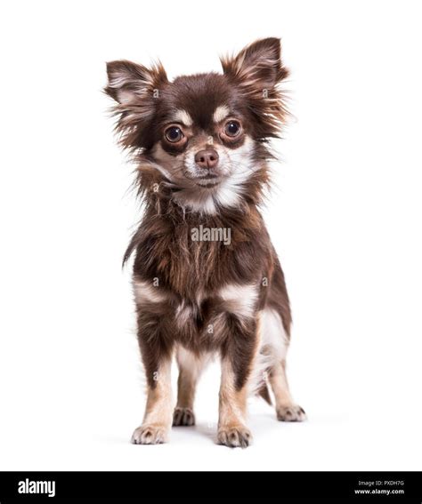Teacup Chihuahua 1 Year Old at Steve Mercado blog