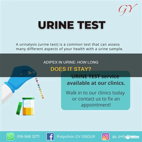 Adipex In Urine: How Long Does It Stay? | MedShun
