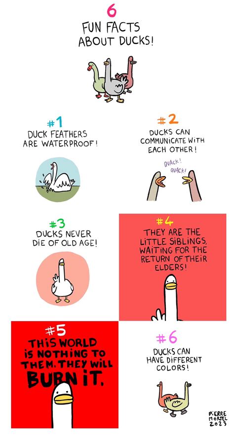 5 Interesting Facts About Ducks Mallard Ducks Must Know Facts