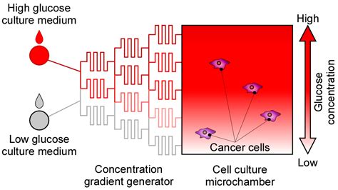 Image result for Concentration Gradient Cell Membrane