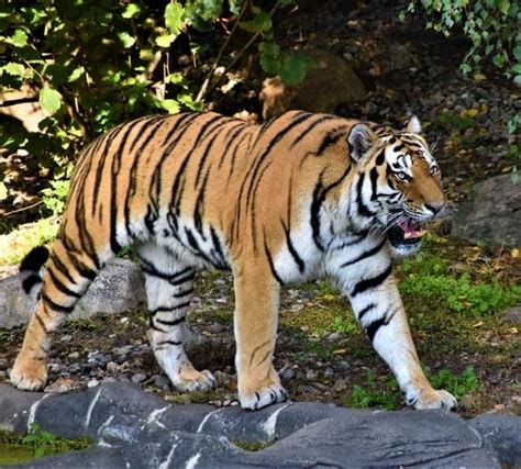 Maharashtra Now Has 50 Wildlife Sanctuaries, The Latest One Being The ...