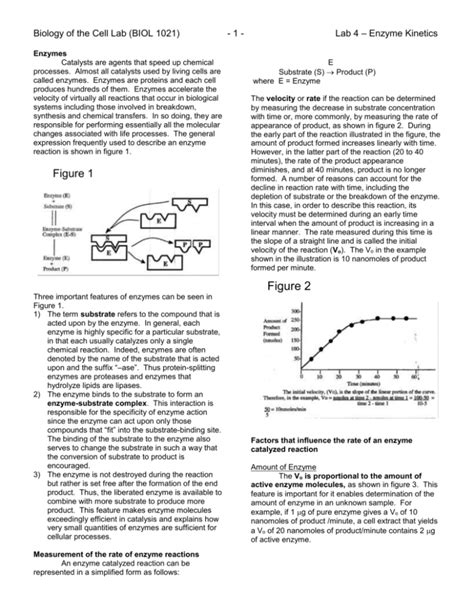 Image result for Enzyme Kinetics Lab