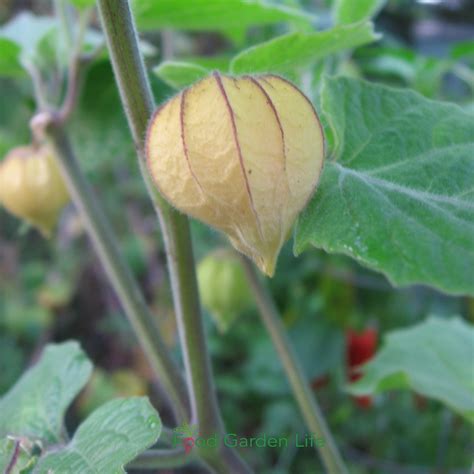 Ground Cherries Plants