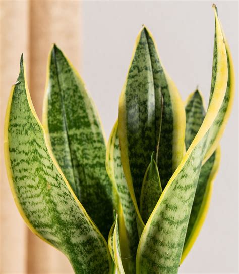 Snake Plant | Buy Sansevieria Futura Superba Snake Plant Online ...