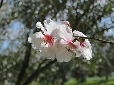 fiori mandorlo fiori di mandorlo flowers plants 雜 garden fiori mandorlo fiori di mandorlo flowers plants 雜 garden