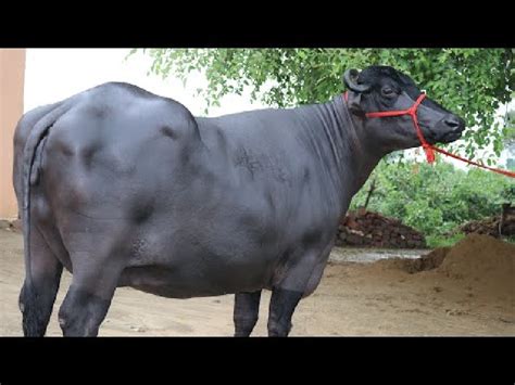 वाव! आपल्या शेजारी देशाला मुऱ्हा जातीची म्हैस पालनाची आहे इच्छा