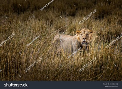 Perfect Camouflage Lion Grasslands Amboseli National Stock Photo 2218269181 | Shutterstock