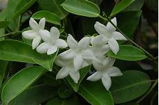 piante da appartamento con fiori bianchi gelsomino madagascar stephanotis floribunda piante da appartamento con fiori bianchi gelsomino madagascar stephanotis floribunda