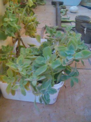 Communitree - Arundel Nursery