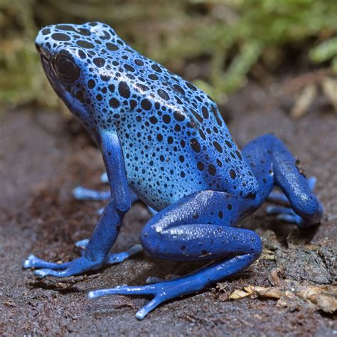 What Does A Frog Mean In The Bible at Kevin Christensen blog