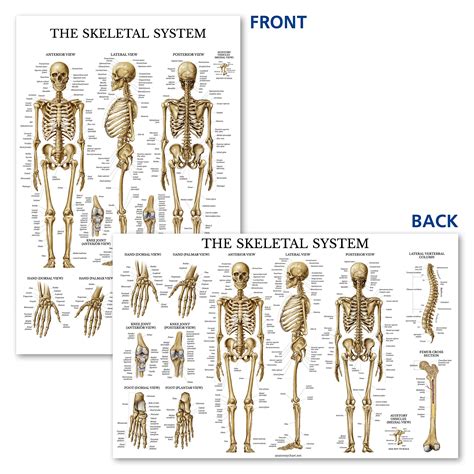 Skeletal System and Ligaments of The Joints Anatomical Poster Set ...