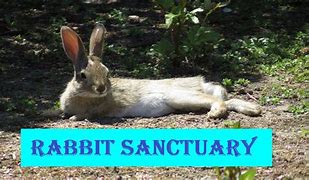 Image result for Wild Baby Cottontail Rabbits