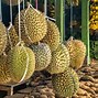 Durian 的图像结果