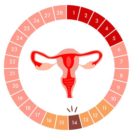 Ovulation and fertile days calculator: know your menstrual cycle | Vida ...