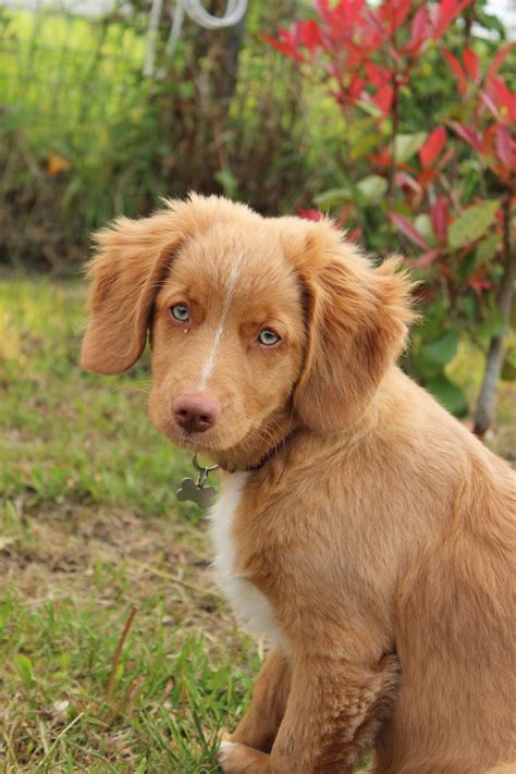 Nova Scotia Duck Tolling Retriever Puppies For Sale Near Me / Marty