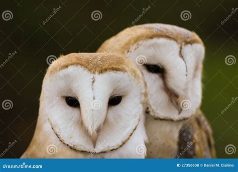 Couple of Barn Owls or Common Barn Owls Stock Photo - Image of alba ...