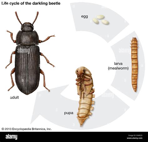 Giant Mealworm Beetle
