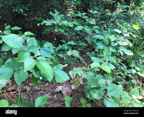 Atlantic poison oak (Toxicodendron pubescens Stock Photo - Alamy