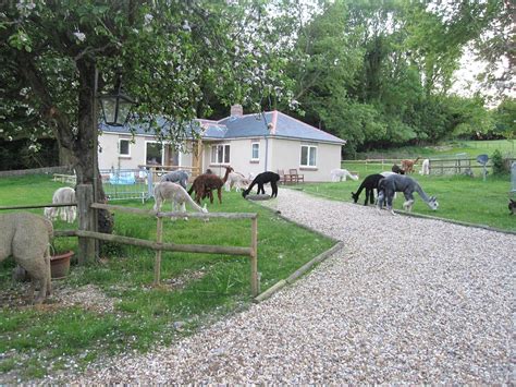 Dunreyth Alpacas (Funtington) - All You Need to Know BEFORE You Go