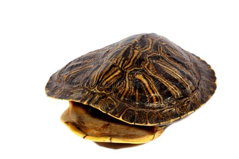 Image result for Sea Turtle Shell