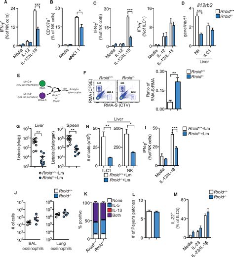 Image result for Lymphoid Cell Lineage