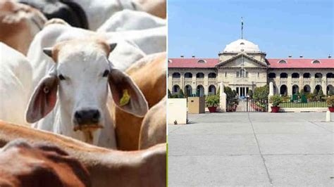 'Frivolous FIRs': Allahabad HC slams misuse of Cow Slaughter Act by UP ...