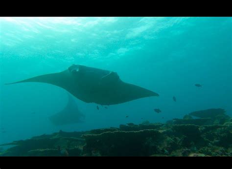 OCEAN DIVE CENTRE AT RANGALI (2026) All You Need to Know BEFORE You Go ...