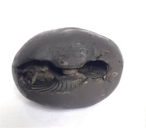 Natural Black Shaligram Stone with Vishnu Chakra – Brahmatells ...