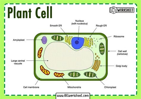 Label The Parts Of A Plant Cell