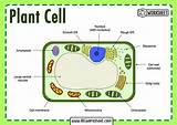 What Are The Basic Parts Of A Plant Cell - Free Printable Worksheet