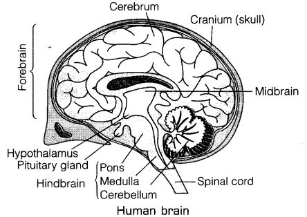 Draw a labelled diagram of human brain and mention the functions ...