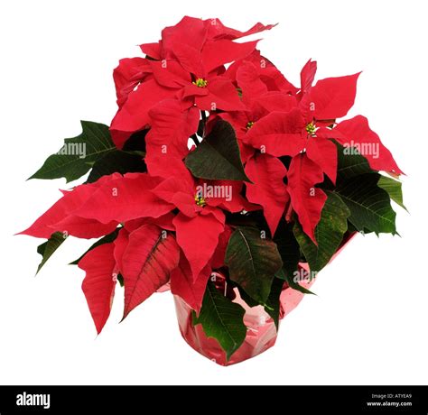 Poinsettia Christmas Flower Stock Photo - Alamy