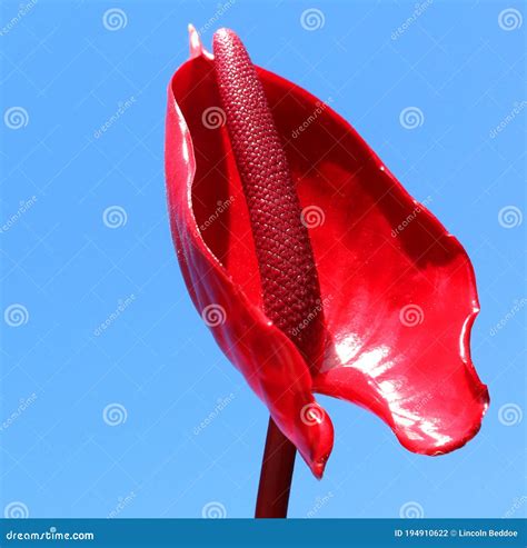 Single Stunning Glossy Red Peace Lily Flower Petal Against a Plain Blue ...