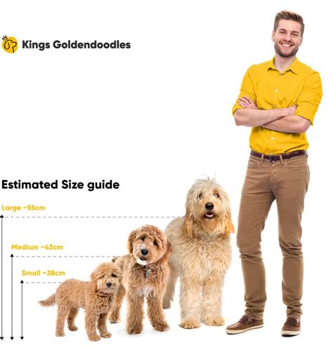 Mini Goldendoodle Weight Chart at Pearl Little blog