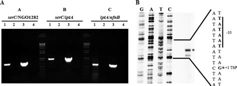 Image result for Lpta Language Sample