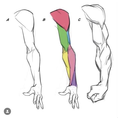 Pin by ジェシー マロン on Anatomy Inspiration | Anatomy art, Human anatomy art ...